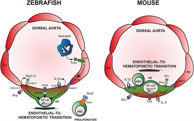 Stress and Non-Stress Roles of Inflammatory Signals during HSC Emergence and Maintenance